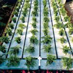 watering-system-67f4454e034ac